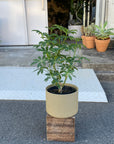Dwarf Umbrella Tree Assort シェフレラ