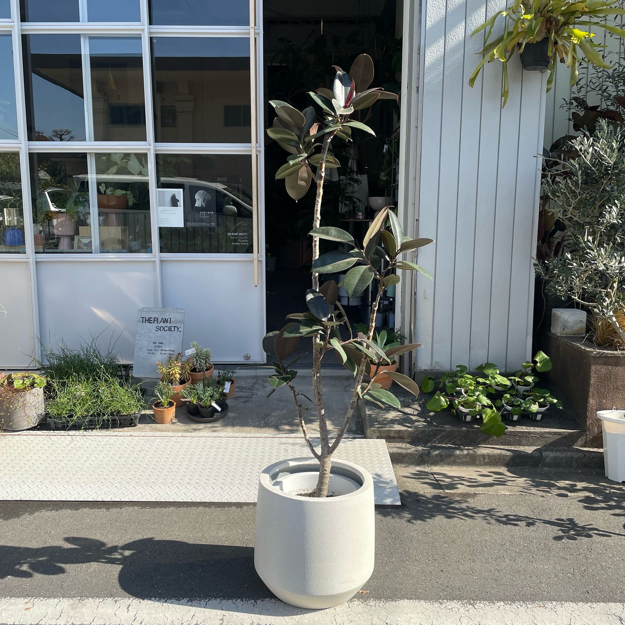 Rubber Plant (Ficus elastica 'Burgundy')フィカス バーガンディ
