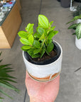 Peperomia Fairy ペペロミア ・フェアリー Size 3