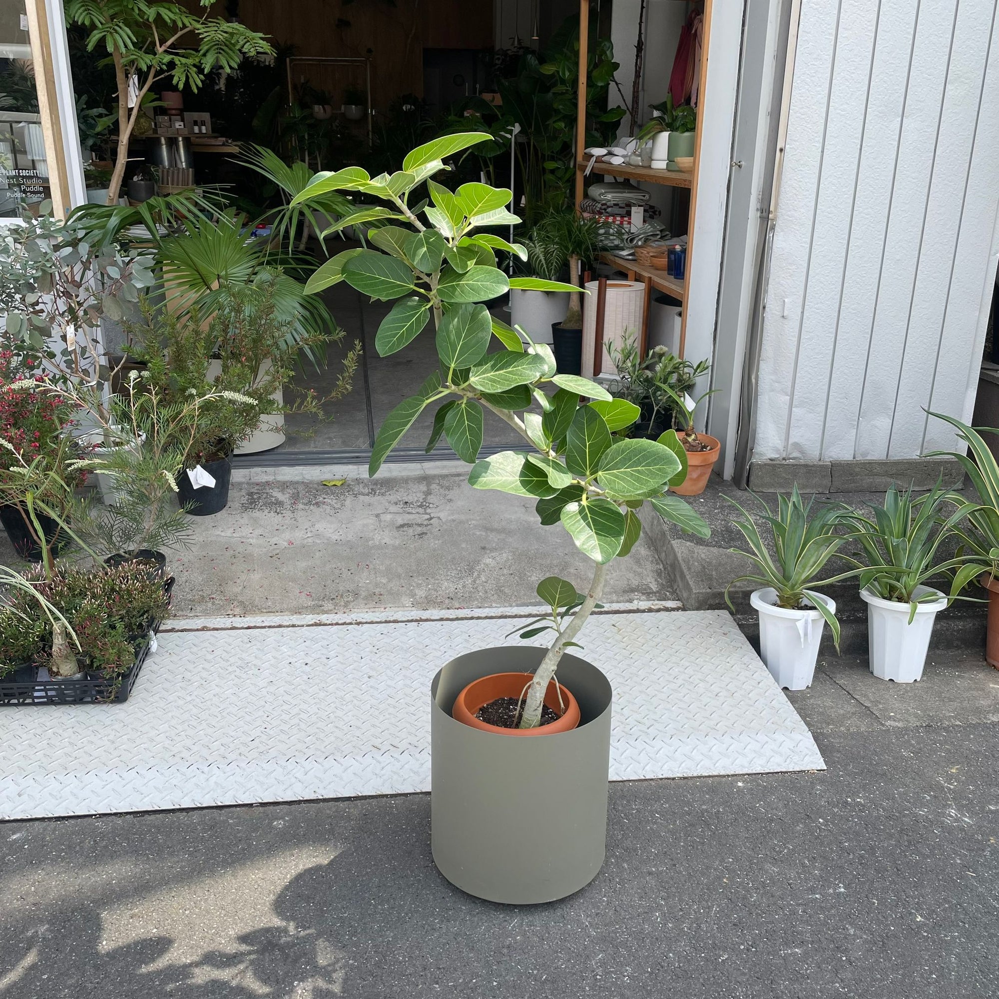 Ficus Audrey (Ficus benghalensis) フィカス  ベンガレンシス