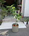 Ficus Audrey (Ficus benghalensis) フィカス  ベンガレンシス