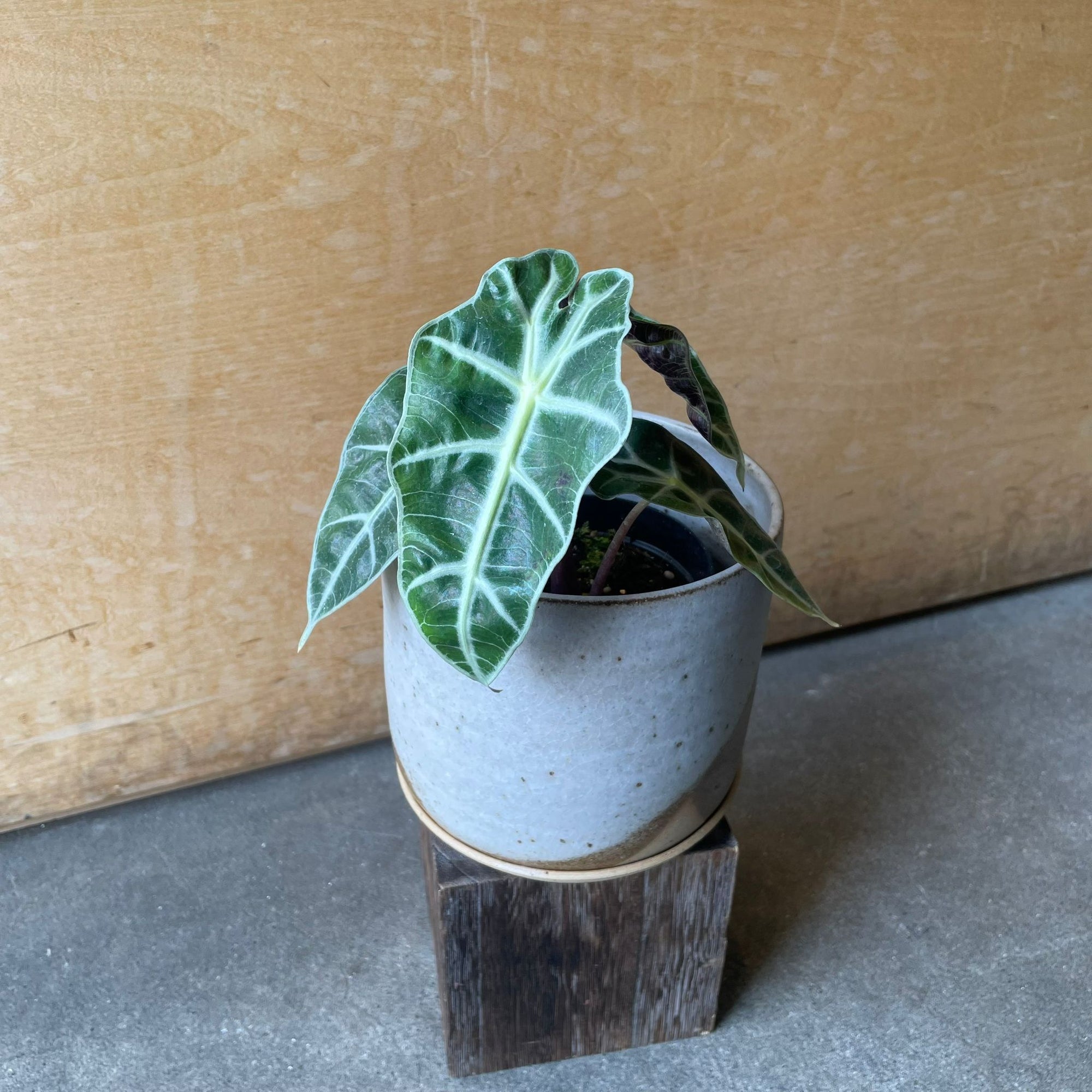 Alocasia 'Amazonica Polly' アロカシア アマゾニカ ポリー Size 3