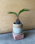 Sago Cycas（Zamia）ザミア