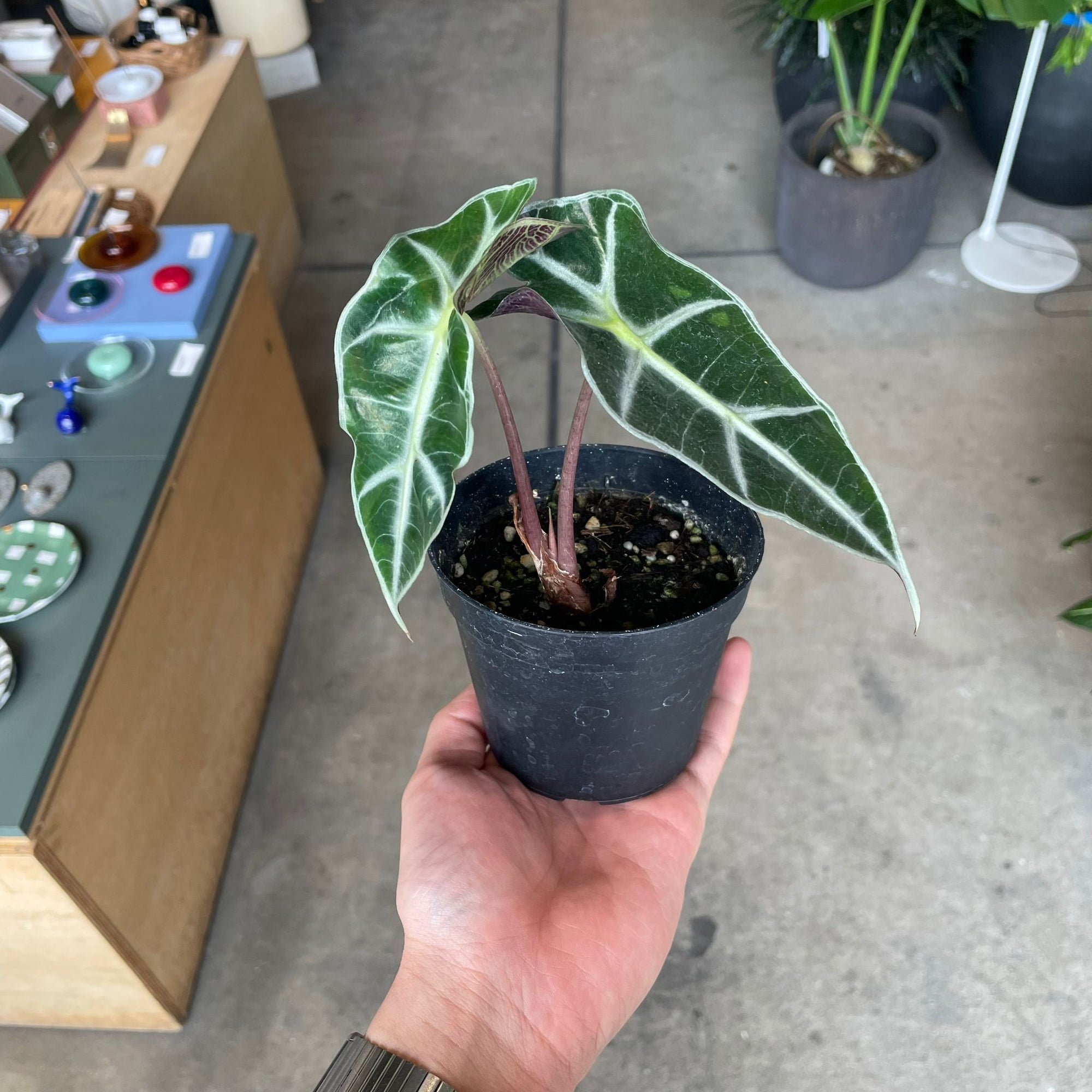 Alocasia 'Amazonica Polly' アロカシア アマゾニカ ポリー Size 3