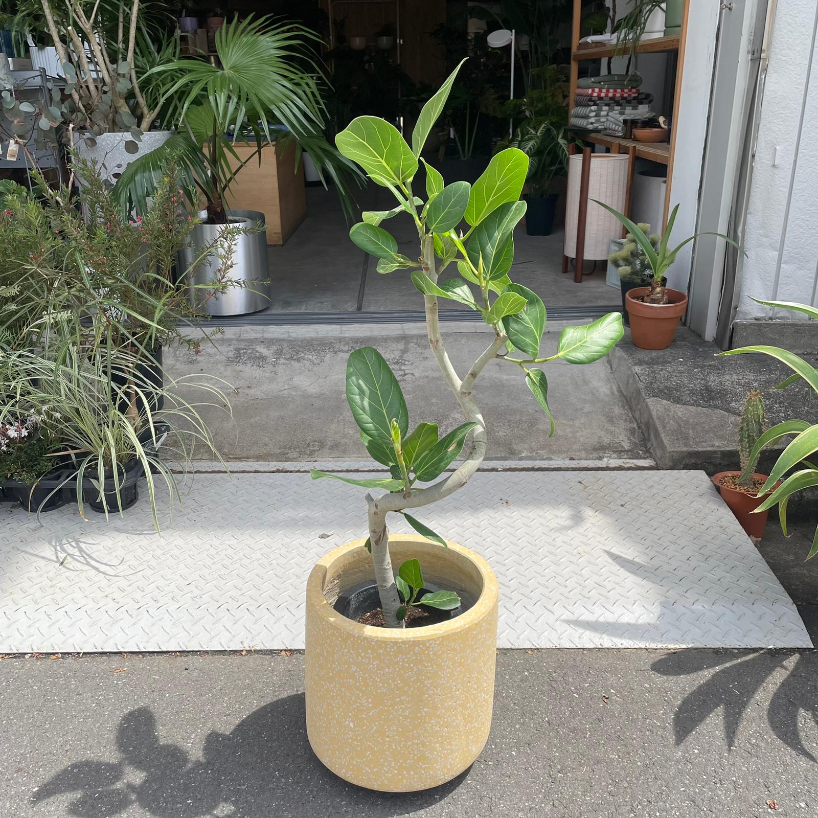 Ficus Audrey (Ficus benghalensis) フィカス  ベンガレンシス