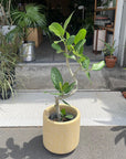 Ficus Audrey (Ficus benghalensis) フィカス  ベンガレンシス