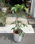 Tupidanthus Schefflera pueckler  ツピタンサス
