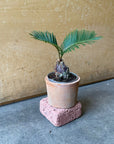Sago Cycas（Zamia）ザミア