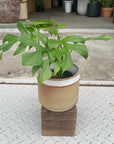 Mini Monstera (Rhaphidophora tetrasperma)ヒメモンステラ