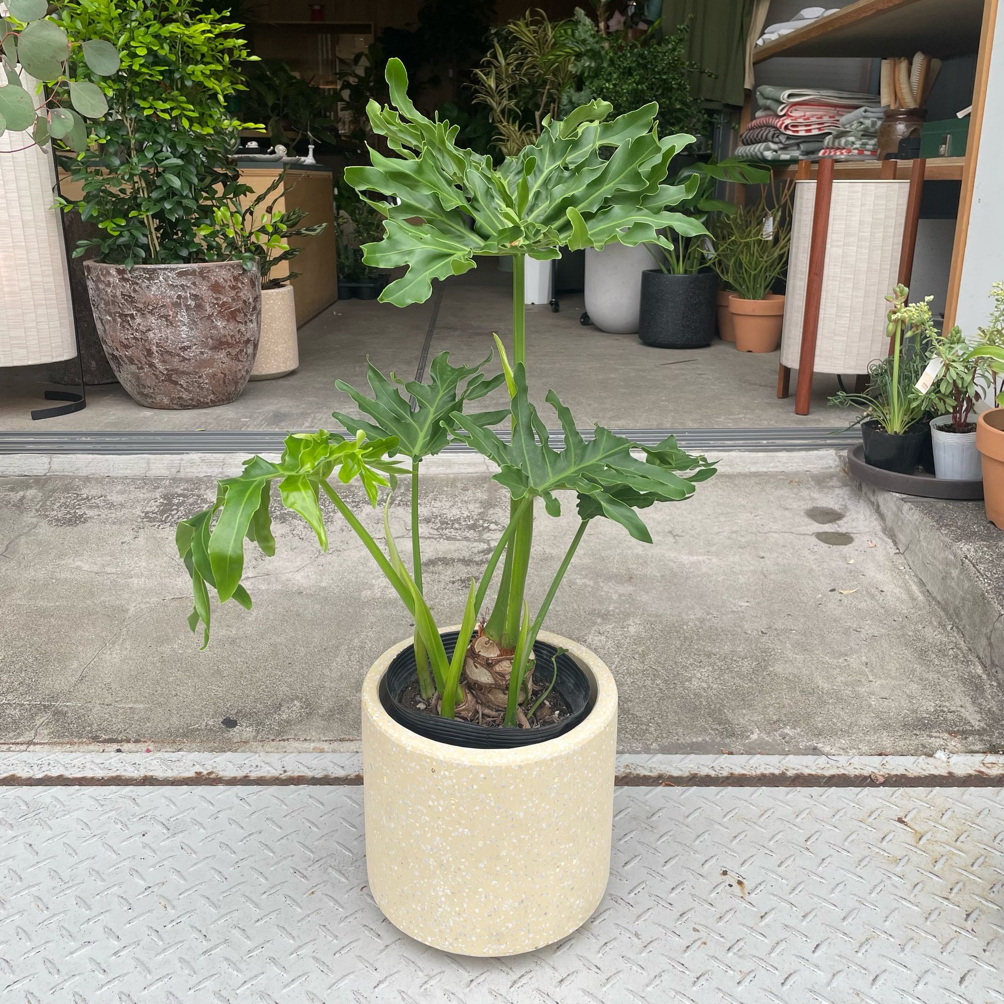Philodendron 'Selloum' フィロデンドロン セローム