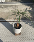 Bottle Tree ボトルツリー (ブラキキトン)　細葉
