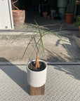 Bottle Tree ボトルツリー (ブラキキトン)　細葉