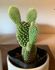 Bunny ears cactus (Opuntia microdasys) バニーカクタス