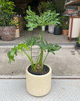 Philodendron 'Selloum' フィロデンドロン セローム