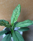 Spathiphyllum Variegata スパティフィラム センセーション バリエガータ Size 4
