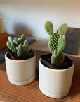 Bunny ears cactus (Opuntia microdasys) バニーカクタス