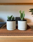 Bunny ears cactus (Opuntia microdasys) バニーカクタス