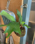 Staghorn Fern Kokedama ビカクシダ(コウモリラン) 苔玉
