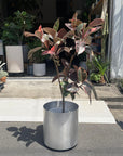 Variegated Rubber Plant (Ficus elastica 'Ruby') フィカス エラスティカ ルビー