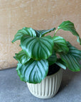 Peacock Plant (Calathea Orbifolia) カラテア オルビフォリア