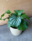 Peacock Plant (Calathea Orbifolia) カラテア オルビフォリア