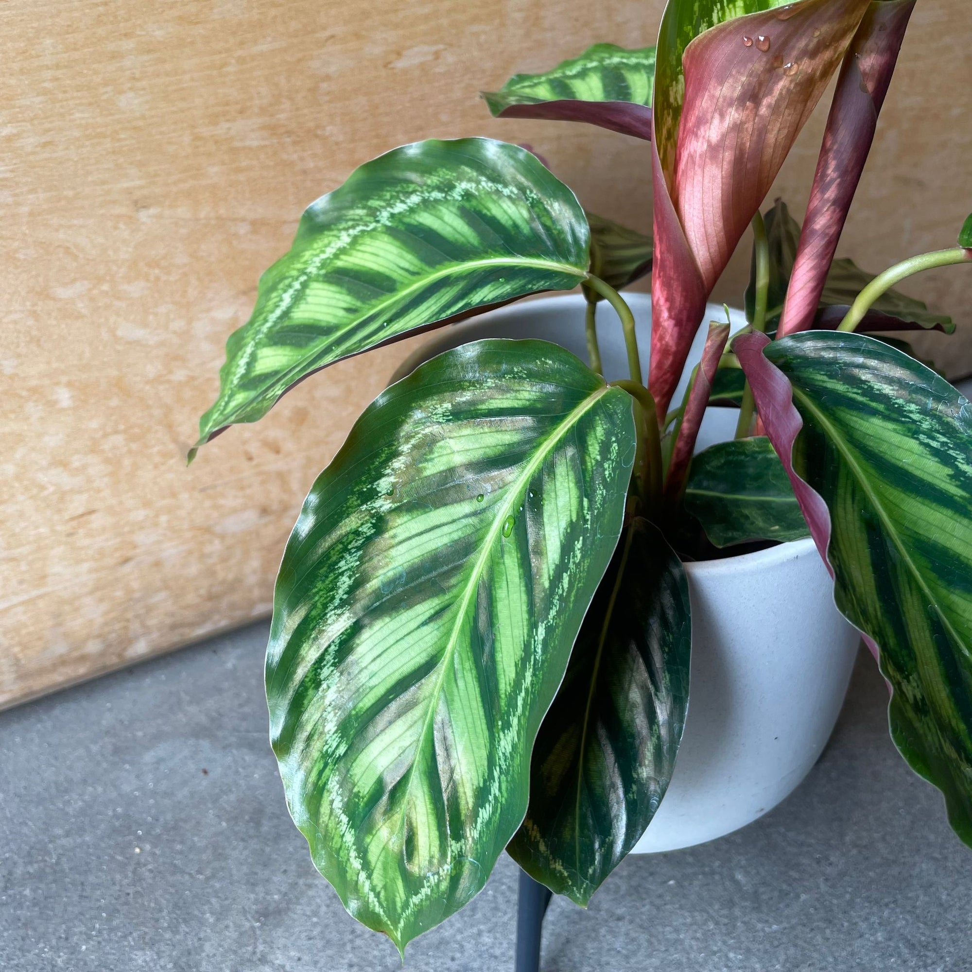 Calathea Jungle velvet  カラテア フレームスター