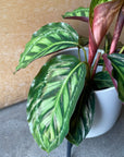 Calathea Jungle velvet  カラテア フレームスター