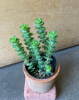 Mini Succulent Assorted 多肉植物ベイビー アソート