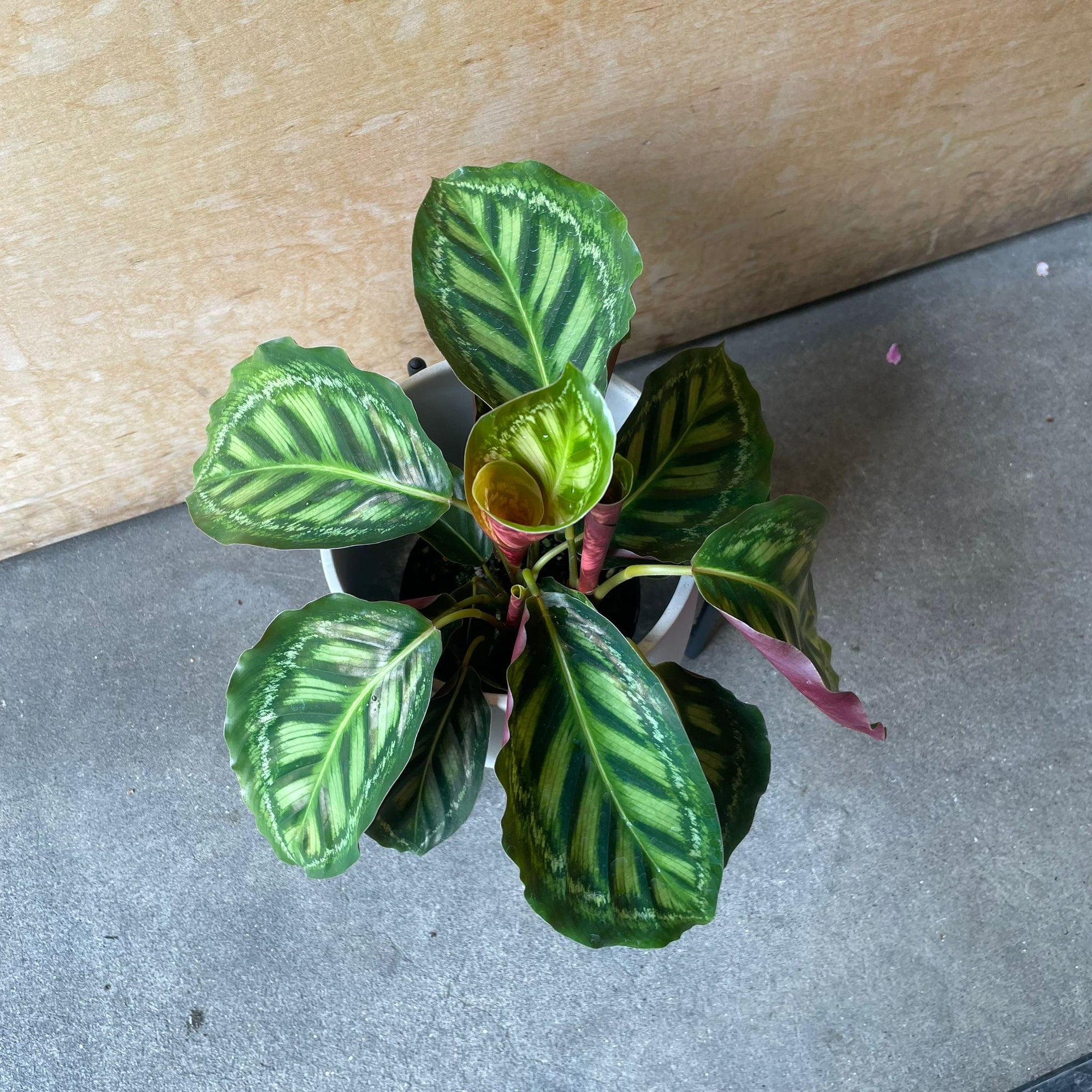 Calathea Jungle velvet  カラテア フレームスター