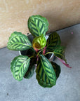 Calathea Jungle velvet  カラテア フレームスター