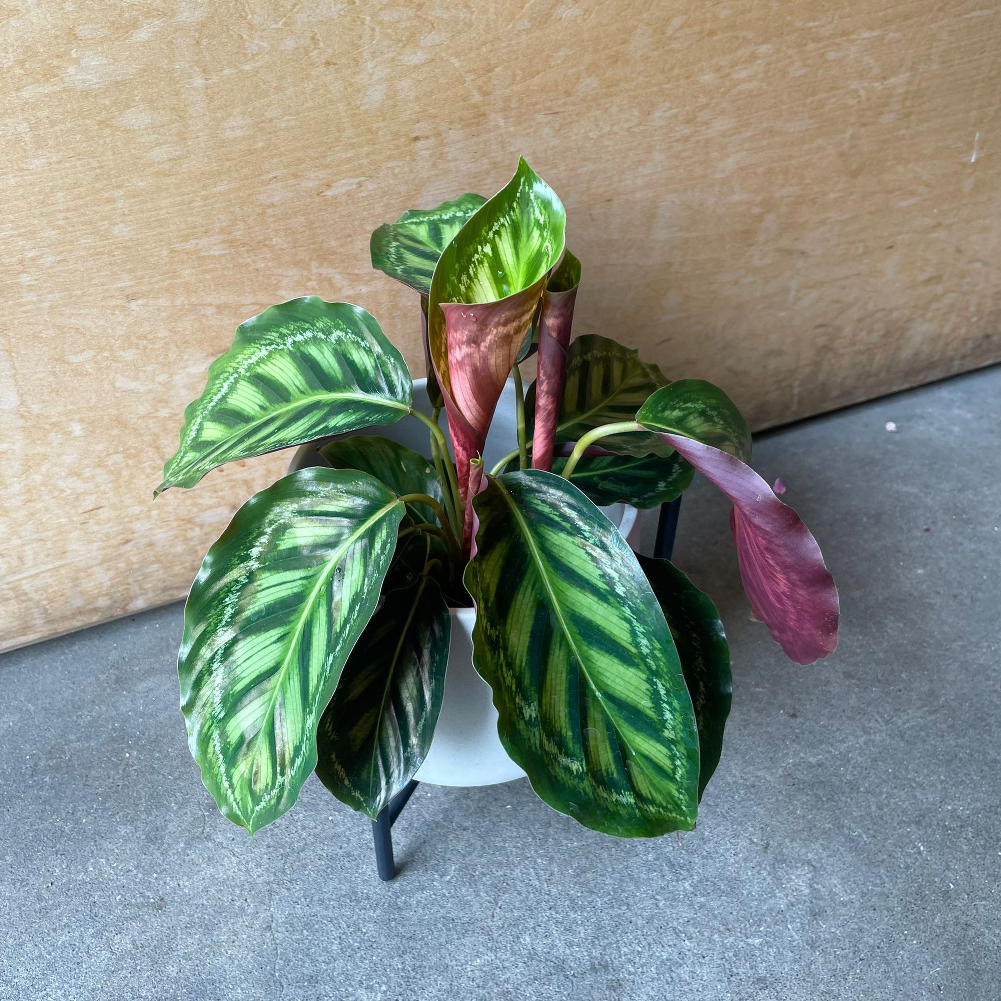 Calathea Jungle velvet  カラテア フレームスター