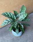 Jungle velvet カラテア フレディ Size 3