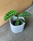 Calathea  カラテア ゼブリナ