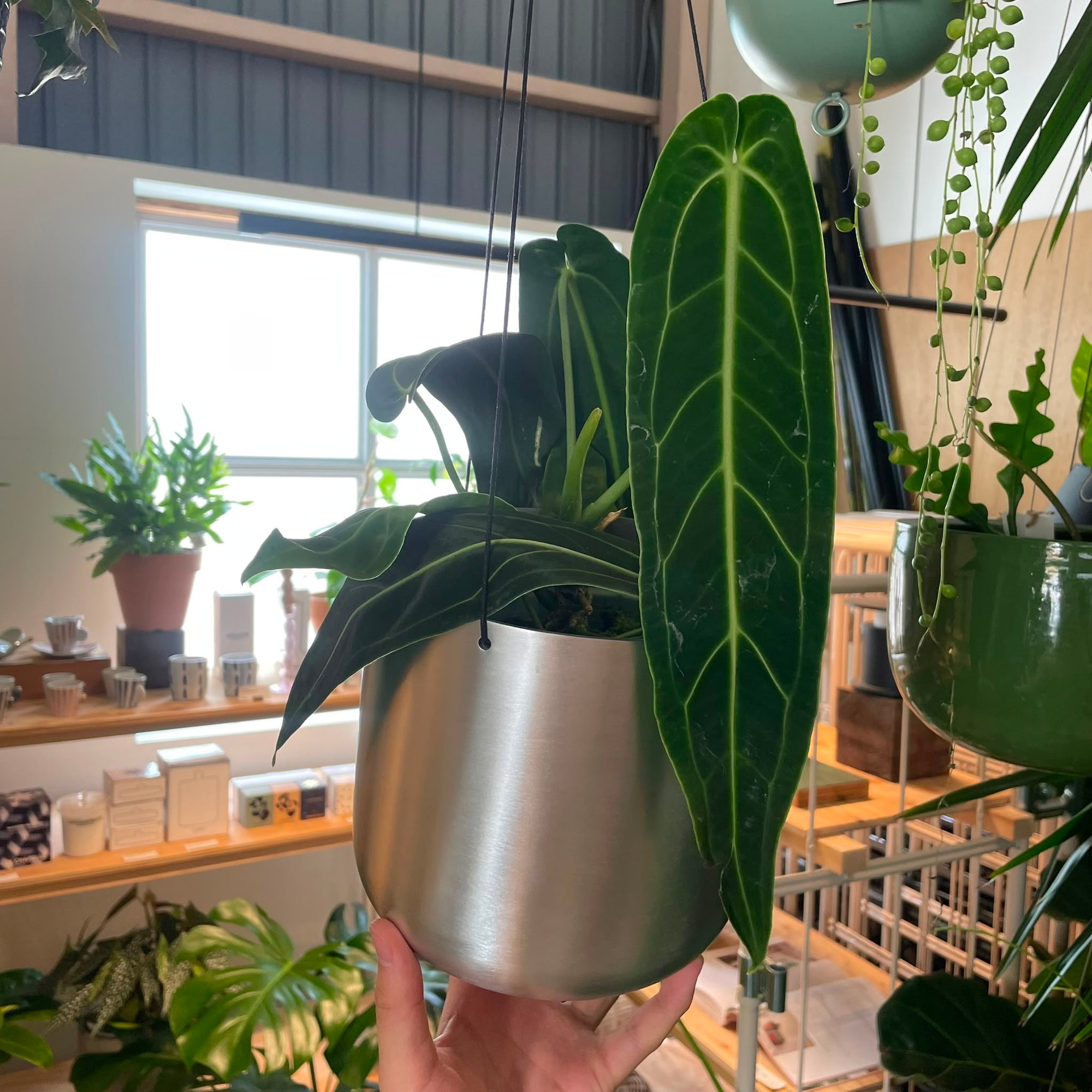 Queen Anthurium アンスリウム ワロクエアナム