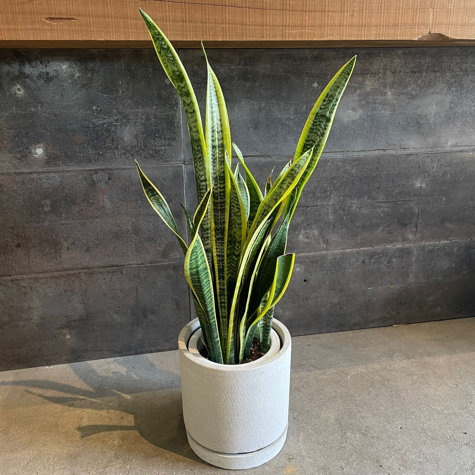 Cylinder Speckle Planter in Earthy Colour with Saucer  シリンダー スペックルプランター ソーサー付