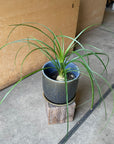 Ponytail Palm ポニーテールパーム トックリラン