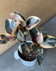 Ficus elastica 'tineke' フィカス・ティネケ