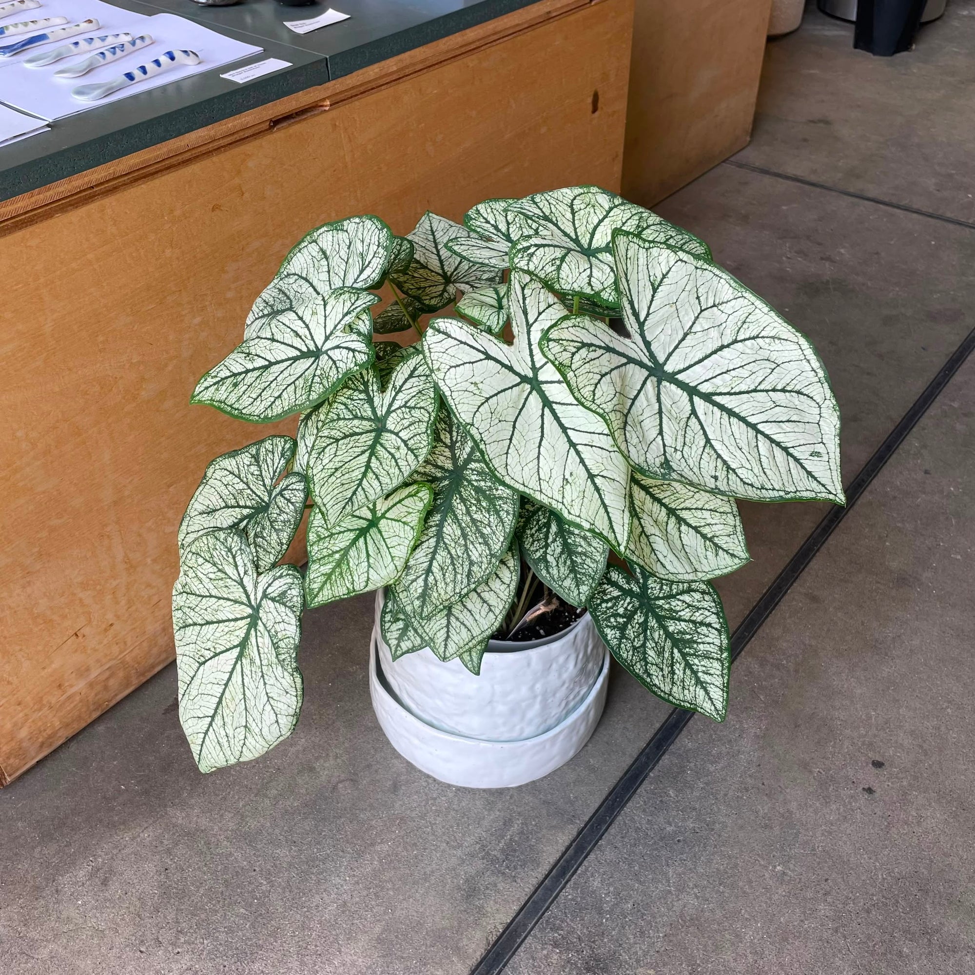 Caladium Assorted カラジウム アソート
