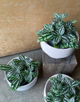 Pilea cadierei ピレア カディエレイ