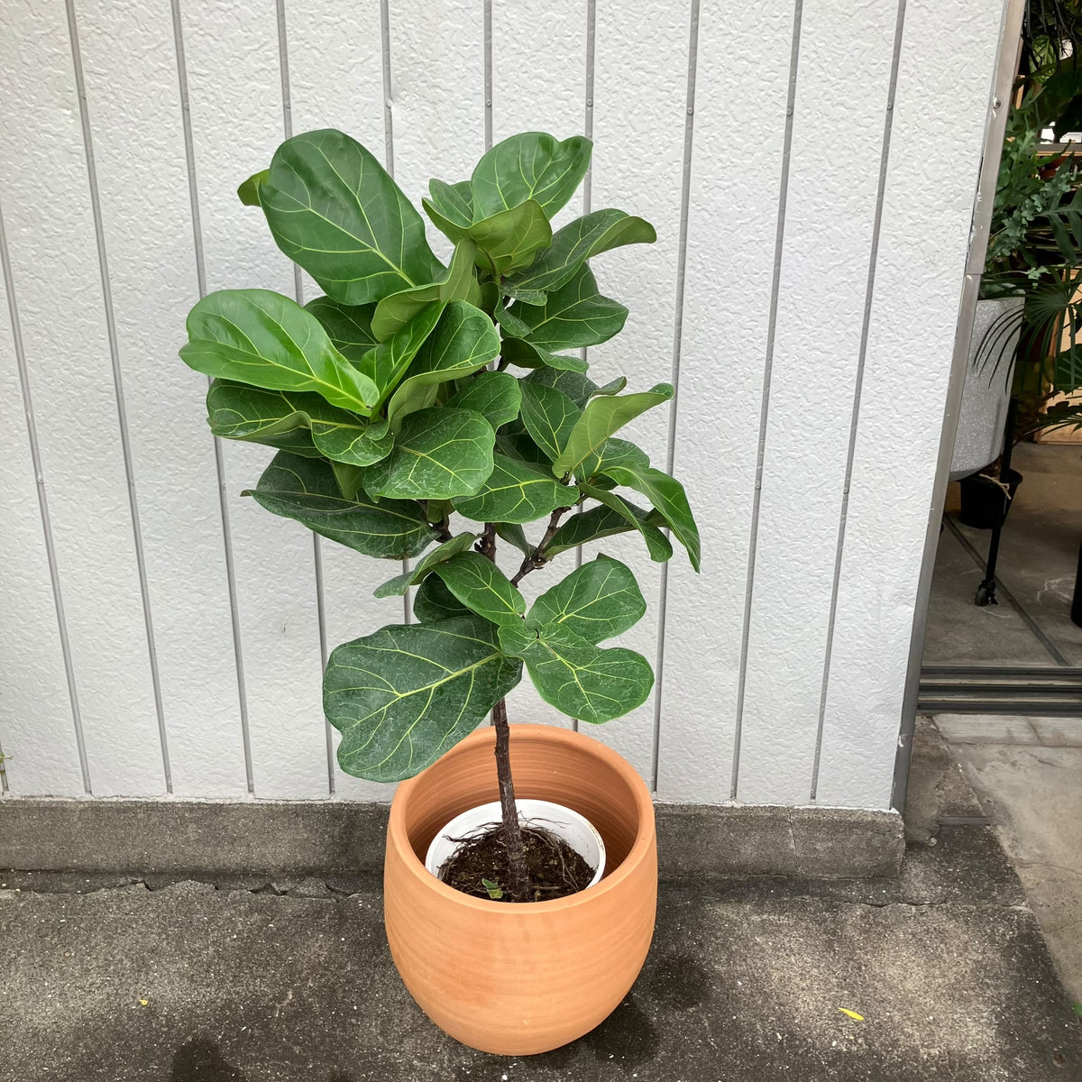 Fiddle Leaf Fig フィドル リーフ フィグ (カシワバゴムノキ)