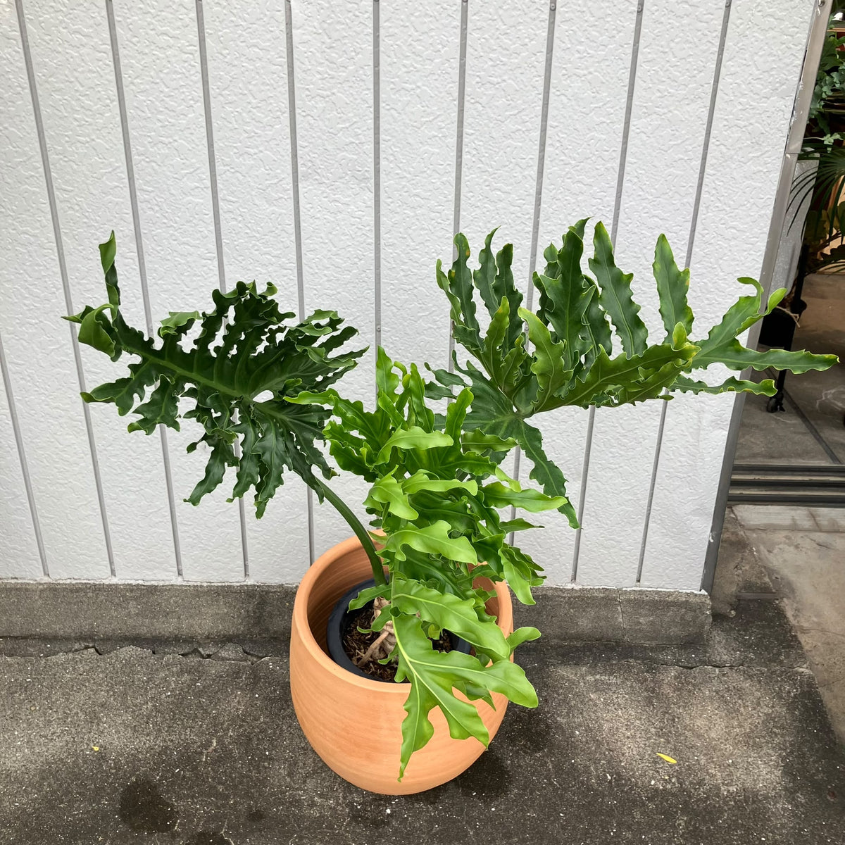 Philodendron 'Selloum' フィロデンドロン セローム