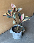 Ficus elastica 'tineke' フィカス・ティネケ