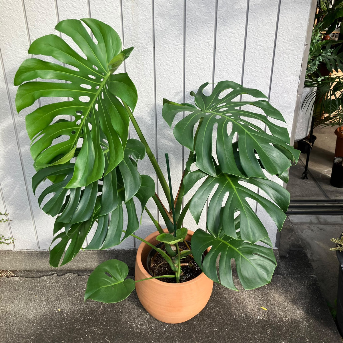 Fruit Salad Plant (Monstera deliciosa)  モンステラ デリシオーサ