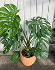 Fruit Salad Plant (Monstera deliciosa)  モンステラ デリシオーサ