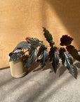 Begonia ベゴニア ブラックドラゴン Size 2
