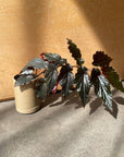 Begonia ベゴニア ブラックドラゴン Size 2