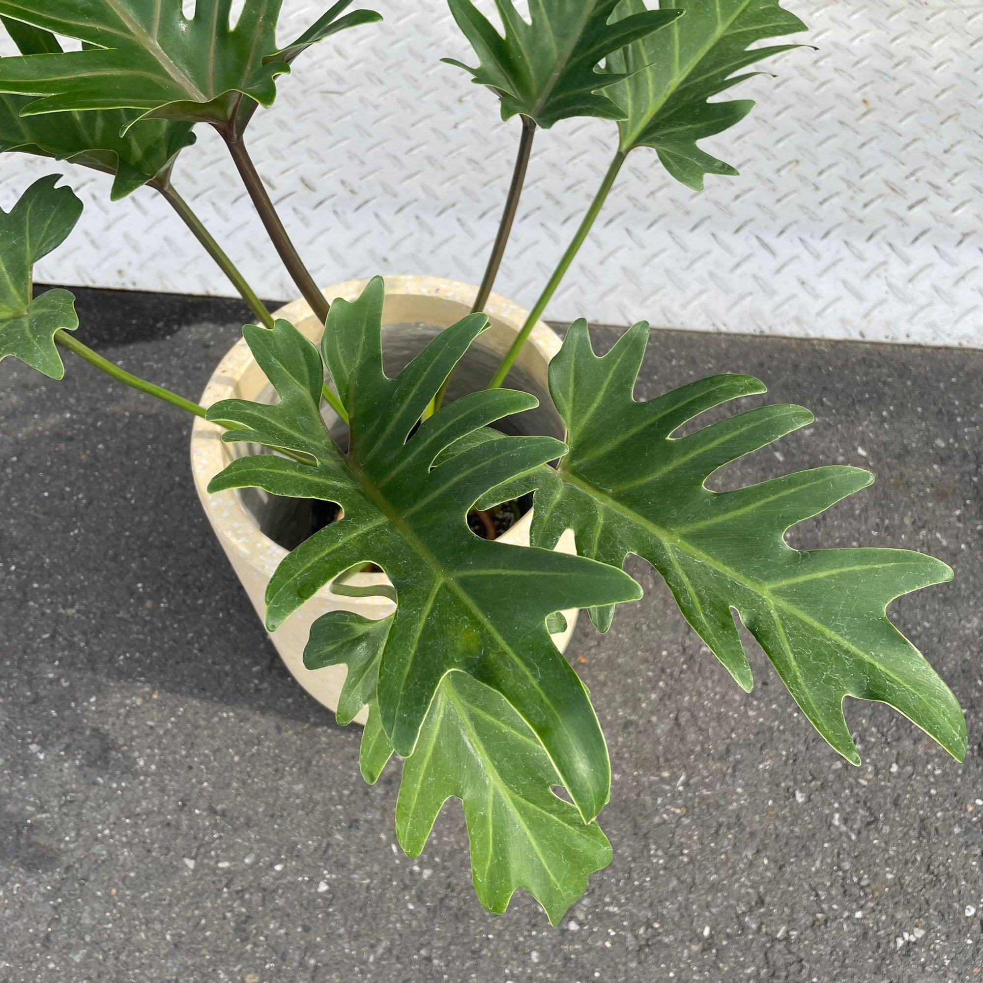 Philodendron 'Laughing kookaburra' フィロデンドロン クッカバラ ジャイアントザナドゥ