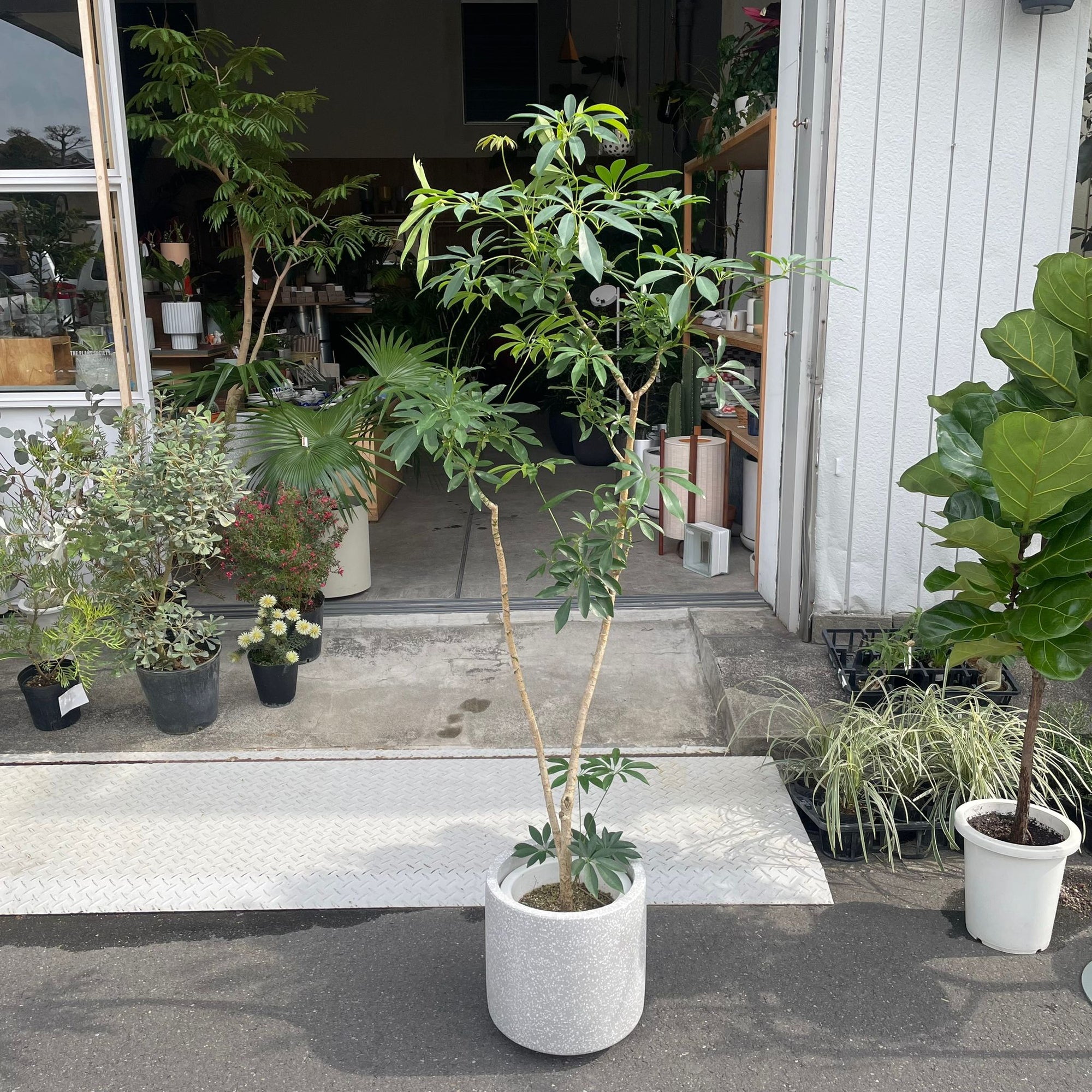 Dwarf Umbrella Tree Assort シェフレラ