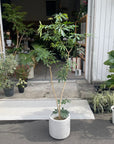 Dwarf Umbrella Tree Assort シェフレラ