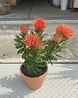 Leucospermum リューコスペルマム Size 5